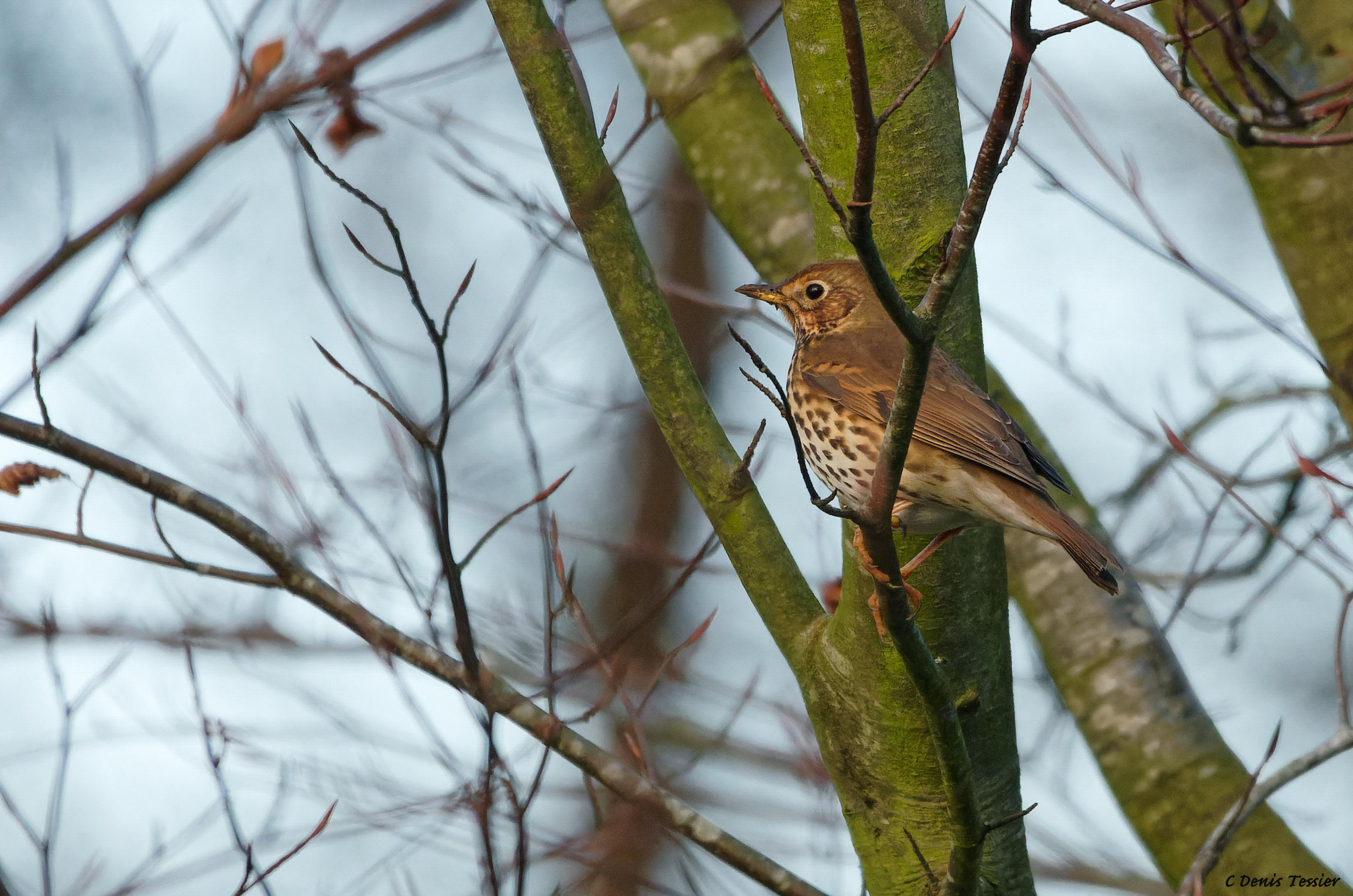 une grive musicienne, un oiseau parmi la biodiversité de la ferme